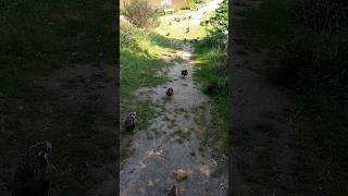 I summoned an army of ducks [upl. by Ingemar]