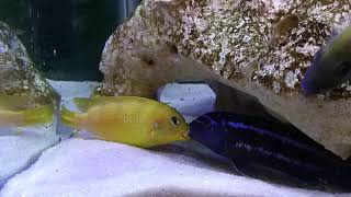 Electric Blue Johanni VS Lombardoi Cichlid [upl. by Ahtiekahs]