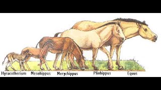 Horse Evolution — Debunking Bad Science  The Evergreen State College [upl. by Nolyarg538]