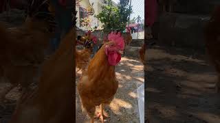 Large chicken farm chicken chickengarden garden [upl. by Aikemet]