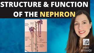 ALevel Biology Structure of the NEPHRON Ultrafiltration and selective reabsorption in the kidney [upl. by Gabriela]