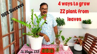 ഒരു ഇല മാത്രം മതി ഇവനെ ഉണ്ടാക്കിയെടുക്കാൻ 4 Different Ways To Propagate Zz Plant From Leaves [upl. by Yenmor714]