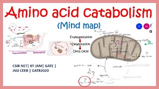 amino acid catabolism  mind map IIT JAM  CSIR NET  GATB2020  GATE LS [upl. by Matronna584]