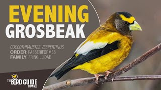 Evening Grosbeak  Forest Bird The Bird Guide Channel [upl. by Letrice]