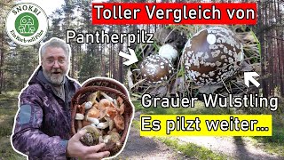 Toller Vergleich Pantherpilz und Grauer Wulstling Pilztour mit einem Freund mit reichlichen Funden [upl. by Rafaela]