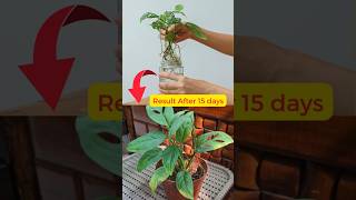 Grow Monstera Adansonii from Cuttings swiss cheese plant broken heart plant [upl. by Dnana]