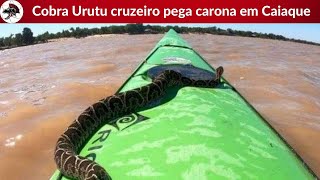 Cobra Urutu cruzeiro pega carona em Caiaque  Biólogo Henrique o Biólogo das Cobras [upl. by Ellocin]