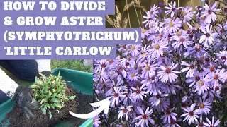 How to Divide and Grow Aster Symphyotrichum Little Carlow in Spring  Dividing Hardy Perennials [upl. by Johiah]