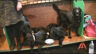 Flat coated Retriever in Crufts 2017 b [upl. by Bohun]