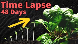 How to Germinate Spinach Seeds for Hydroponics [upl. by Silda]