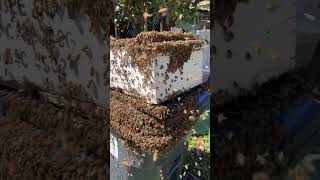 Saving A Massive Bee Swarm 🐝 shorts [upl. by Lowrance]