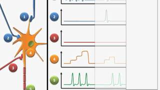 Neurobiologie Arten von Synapsen [upl. by Esyak]