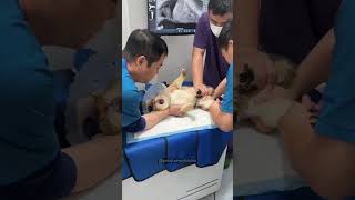 One yearly vaccination🫵🏻👀cat cats catvideos animals catshorts funny [upl. by Itch351]