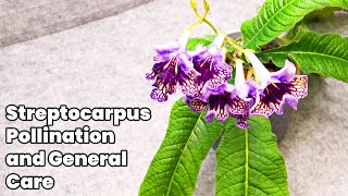 Streptocarpus Pollination and General Care [upl. by Shanley]