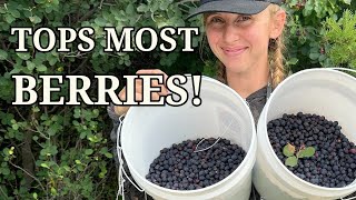 Foraging Serviceberries The Berry Everyone’s Missing [upl. by Alwyn]