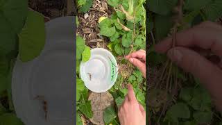 How to harvest Blue Vervain Verbena hastata seeds [upl. by Ylim253]