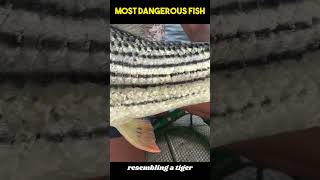 African tigerfish attack youtubeshorts [upl. by Lasser]