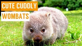 Cuddly Baby Wombat Compilation [upl. by Mather366]