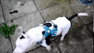 Staffordshire Bull Terrier testing Ruffwear Front Range Harness [upl. by Eladroc783]