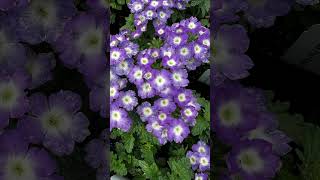 Growing Verbena Tips Empress Flair Blue Charme Verbena plants flowers [upl. by Marysa]