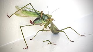 Little Praying Mantis VS Katydid [upl. by Grindle]