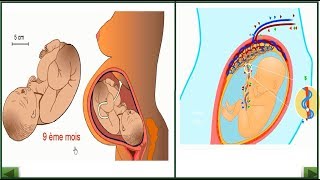 les étapes de la grossesse [upl. by Rillings]