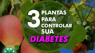 3 plantas para controlar sua diabetes [upl. by Ezana]