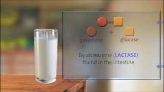 Lactose Intolerance 2 IQOGCSIC [upl. by Cia]