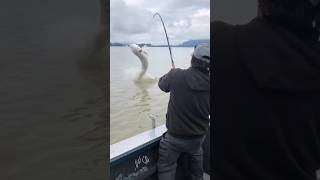 Canadian Monsters are real fishing fish wow fishingcanada sturgeonfishing [upl. by Seely636]