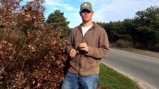 How to Prune Hydrangea Paniculata Shrubs [upl. by Harvey]