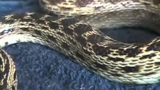 Snake Eats Rat Alive 3 of 3 [upl. by Ernestus668]