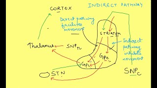 Basal Ganglia physiology  Neurophysiology  CNS Physiology [upl. by Nerha225]