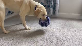 Pupper Snuffle Ball for Dogs Snuffle Mat for Dogs Large Breed amp Small Review [upl. by Marlea]