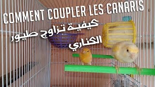 Comment Coupler les Canaris  كيفية تزاوج طيور الكناري [upl. by Marcy]