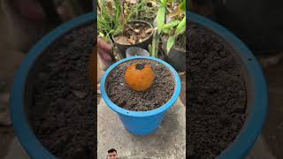 Hollywood HD full video HD fal fruit gardening garden [upl. by Allx476]