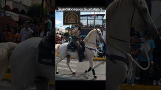 Guardabosques Guadalajara desfile tlaquepaque mexico [upl. by Aeiram873]