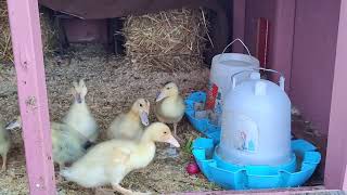 Silver Appleyards ducks spend First night in duck house [upl. by Jordanna]