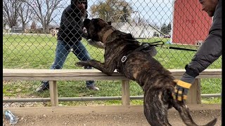 Presa Canarios Bite Work First Defense Training Session 11 Months Old [upl. by Lorant754]