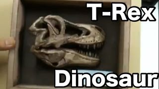 ティラノサウルス レックス、頭骨レプリカを造る Makeing a replica of the Trex [upl. by Ardaid]