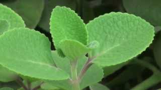 Cuban Oregano Plectranthus amboinicus [upl. by Sukram]