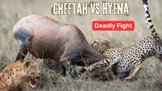 Deadly Fight Between Cheetah and Hyena Who Will Win Hyena attack  Super Animal Valor [upl. by Udele]