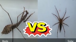 Mantis VS araña [upl. by Gregoire3]