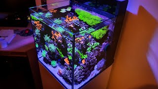 Red Sea MAX NANO Reef Tank BIG 1 YEAR UPDATE AND TANK REVIEW [upl. by Zinck]