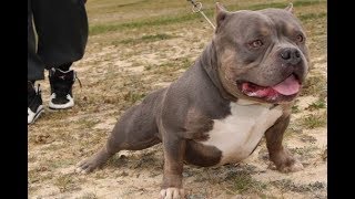 THESE ARE NOT PIT BULLS must watch Gorilla Bear Bullies The Yard [upl. by Ytnom119]