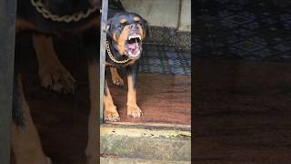 dog playing and barking angry rottweiler angrypuppy funnyanimal funny angrydog [upl. by Valenza]