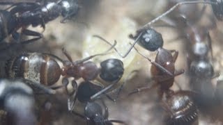 Keeping Up With The Ants I Camponotus chromaiodes Colony One update November 2013 [upl. by Richmound]