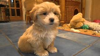 My Shih Poo Maisy meeting my Rabbit Honey [upl. by Carena]