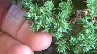 S A Bonsai Society  Juniper Winter maintenance June 2020 [upl. by Kale]