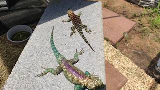 Granite Spiny Lizards in their Outdoor Terrarium [upl. by Laure]