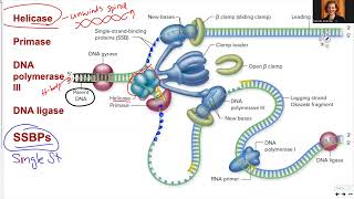 181 Ch14 DNA replication enzymes [upl. by Gannon422]